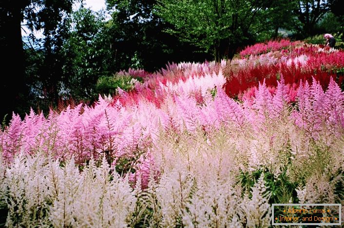 Inflorescencije bijelog, ružičastog i svetlijeg crvenog mirisa skladno se uklapaju u ukupnu sliku dizajna pejzaža.