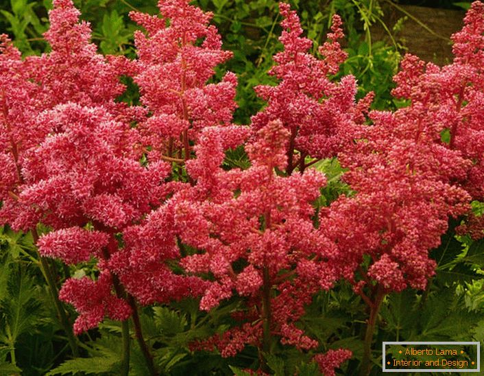 Contrastable Astilbe cvijeće. Cvet je popularan među modernim vrtlarima, zahvaljujući bujnim cvjetovima.