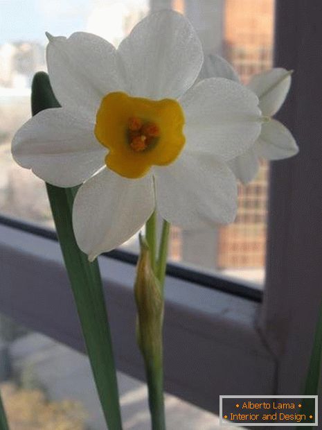 Cvijet narcisa