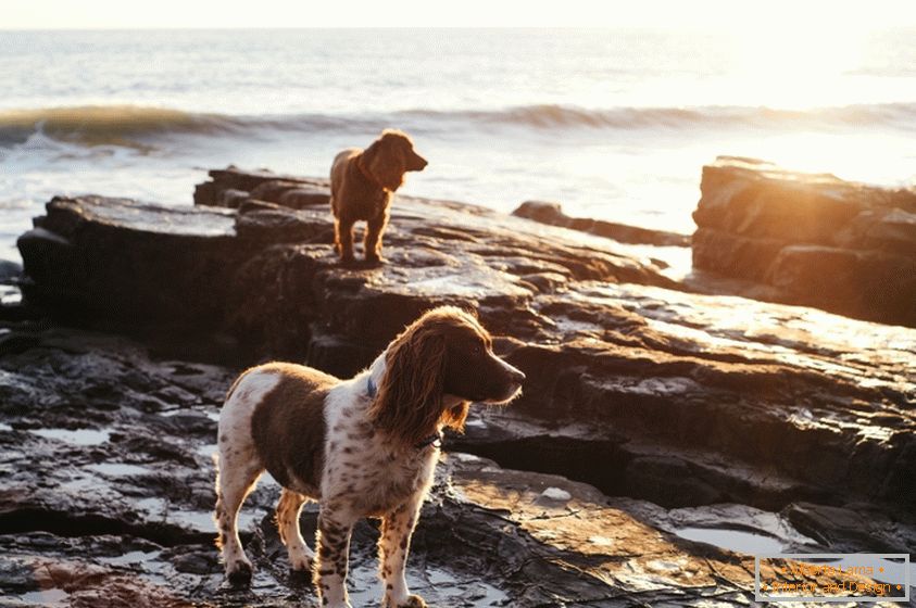 Psi na obali