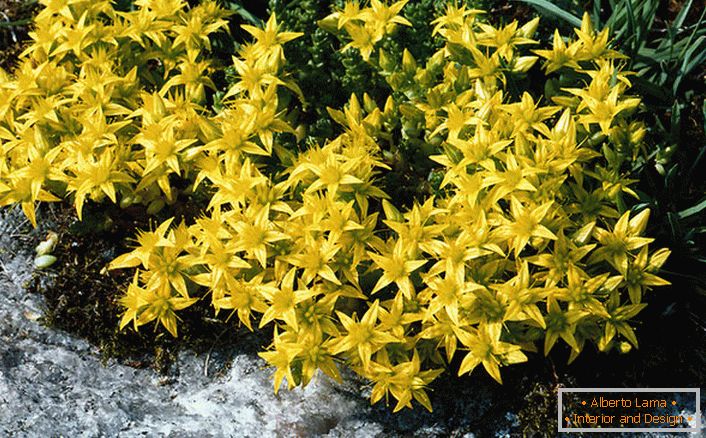 Sjajno žute socijalizovane od jedne od vrsta porodice ukrasnih grmlja su akrilni scoria.