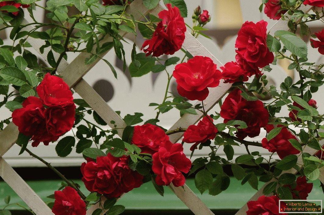 Pletena ruža na dekorativnom krilu