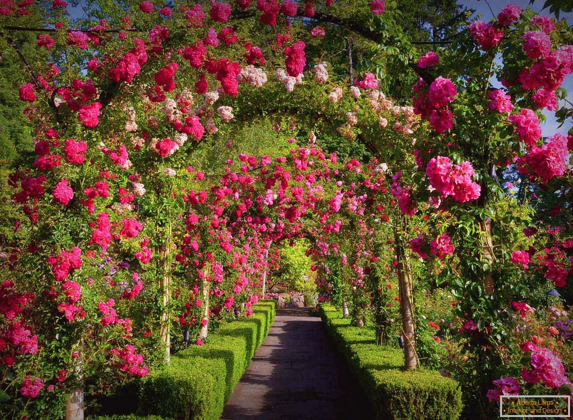 Ruže u vertikalnom vrtu