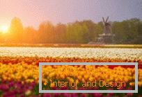 Tulipmanija ili šarene tilipne polja u Holandiji