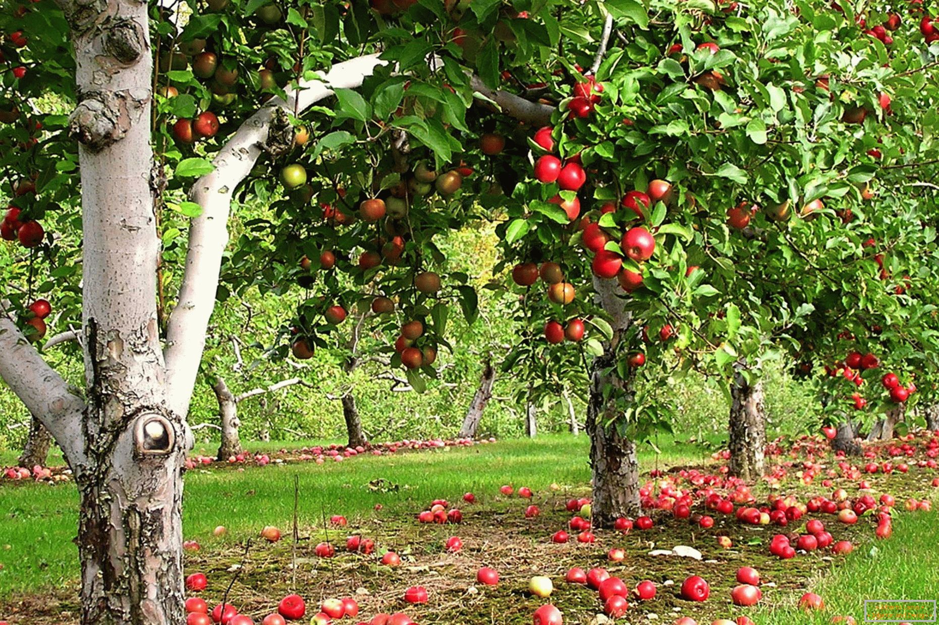 Bašta jabuke u zemlji