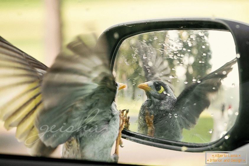 Ptica gleda u bočno ogledalo automobila
