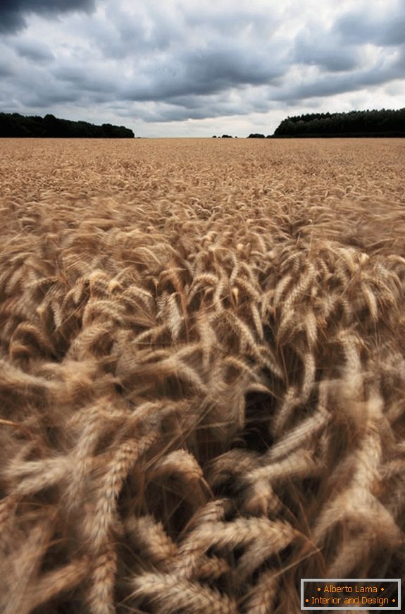 Oblačno oblačno vrijeme na polju pšenice