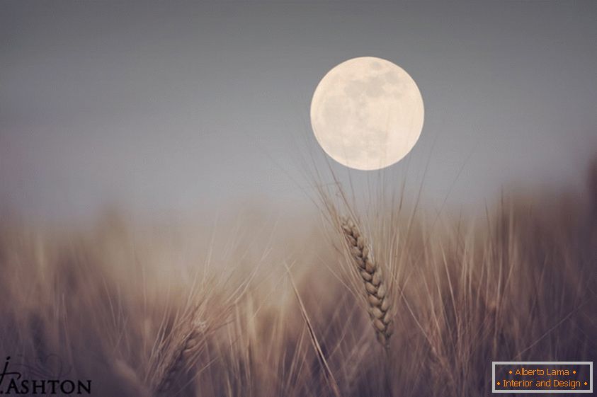 Mesec u pozadini pšenice