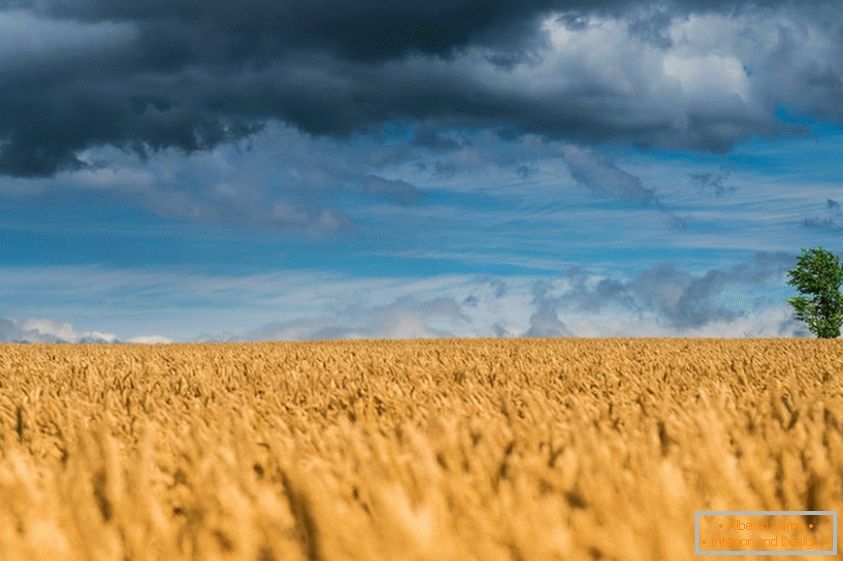Odlične fotografije pšeničnih polja