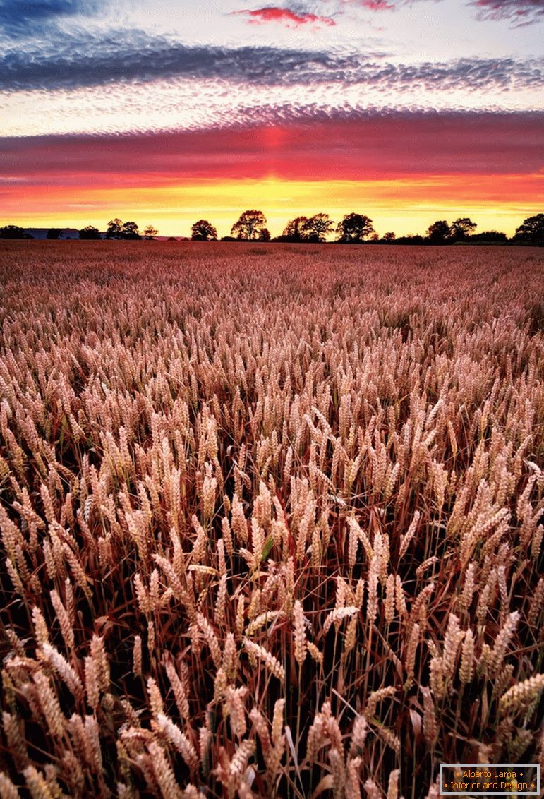 Zalazak sunca na polju pšenice, fotograf Joe Daniel Price