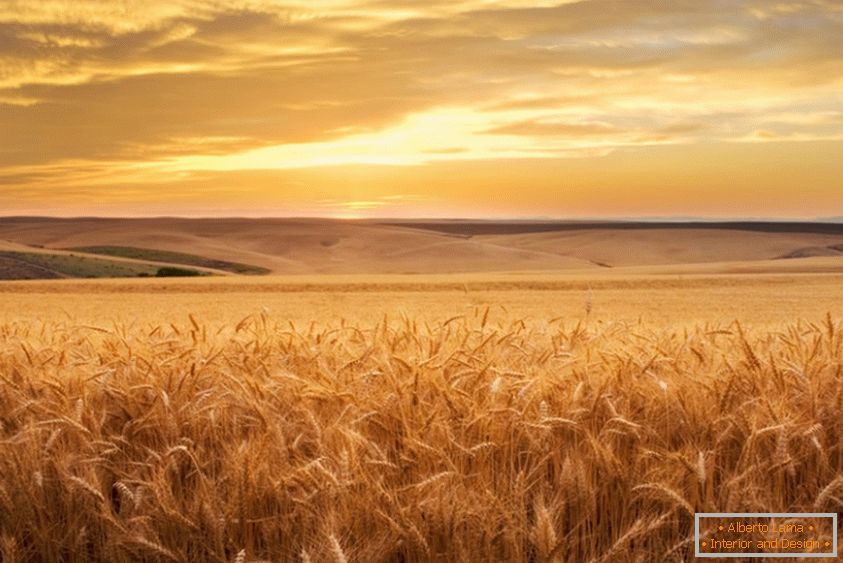 Zlatno pšenično polje od fotografa Brenta Elsberrya